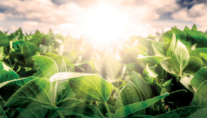 Transforming Heating Oil for a Low-Carbon Future