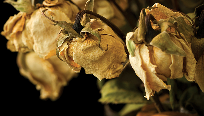 “The bloom is off the rose for natural gas in Maine…”