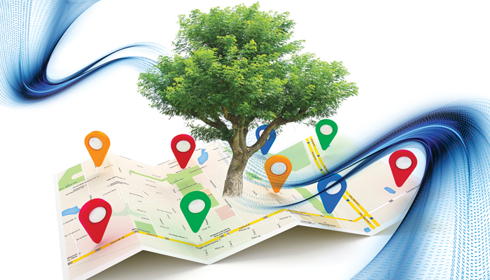 Don’t Miss the Forest OR the Trees