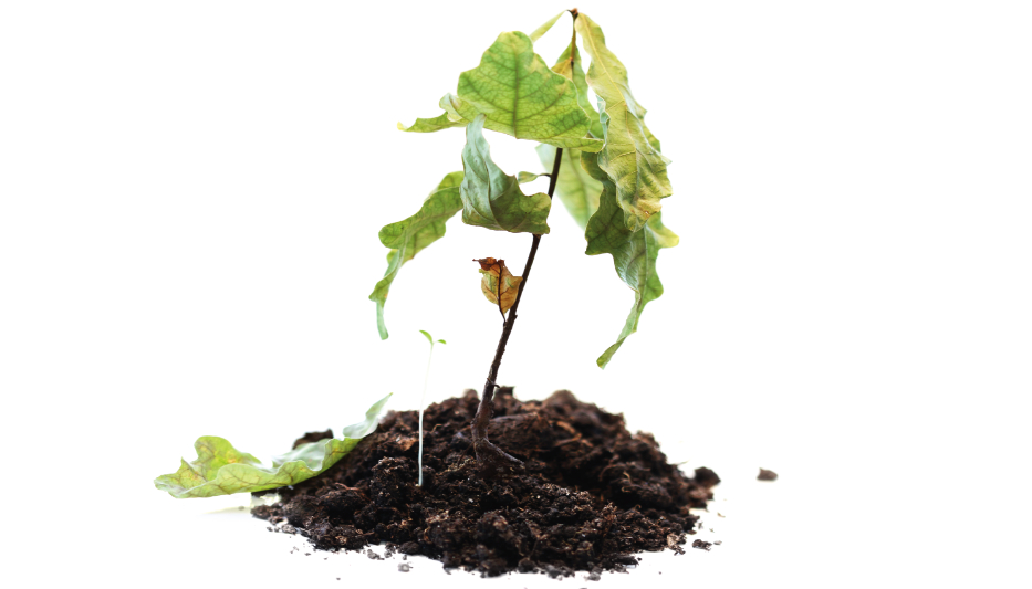 EIA: Renewable Diesel Growth at Expense of Biodiesel