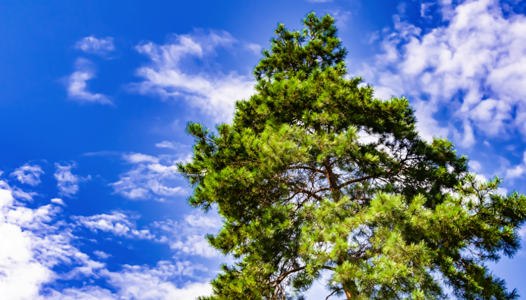 Lower Carbon Lineup Puts Businesses on the Path to Net Zero Goals